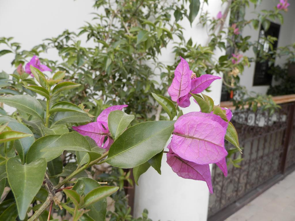 Riad Ailen Hotel Marrakesh Exterior foto